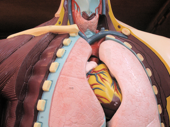 1964 Nystrom Anatomy Model